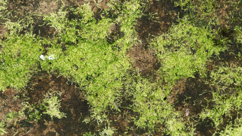 Cololejeunea biddlecomiae